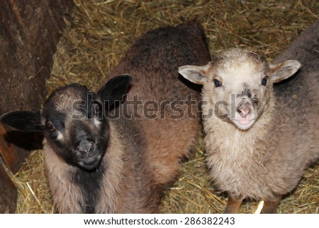 Sheep standing in the stall within cattle-shed