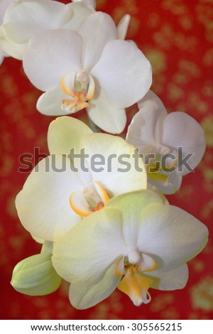 Fine branch of the white orchid on the red background