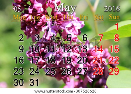 calendar for May of 2016 with flowers of lilac. Calendar for printing and using in office life.
