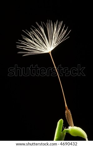 close-up look of a dandelion seed on a bud.