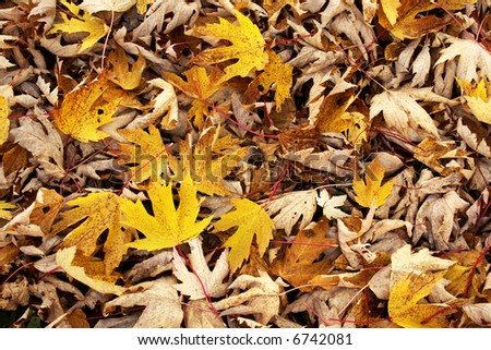 yellow maple leaves pile background