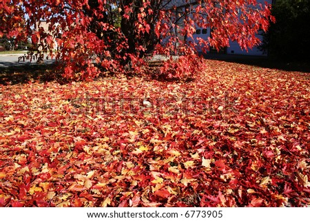 red maple leaves covering a large area on the ground with some maple tree branches.