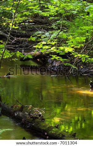 a rotted tree trunk in creek with green and yellow reflection of green branches on water
