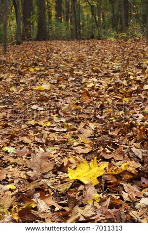 Trail in forest covered with rotted oak and maple leaves with focal plane on the yellow maple leaf on foreground.