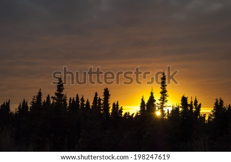 The sun sets in the South Anchorage Wetlands, back-lighting the spruce trees.