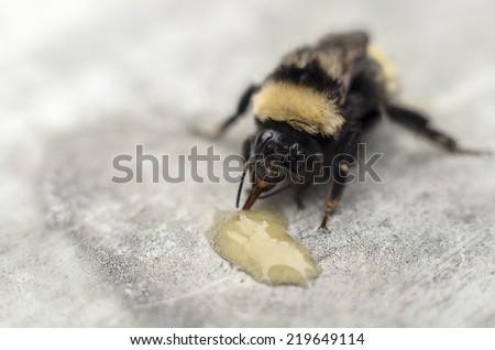 Bumblebee and Honey