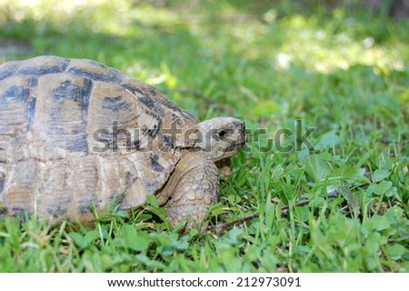Old turtle walks in the garden at the morning sun
