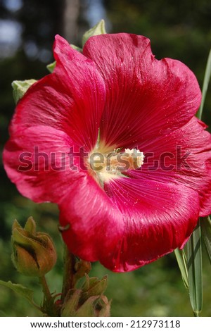 Close-up of dark red hollyhock flower with yellow pestle