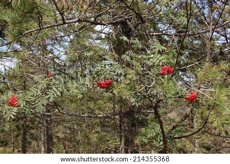 Service tree and red berries in coniferous forest