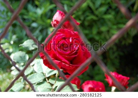 Red rose behind the metal wire fence