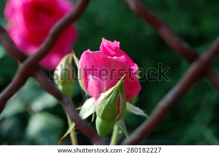 pink rose bud behind the metal wire fences
