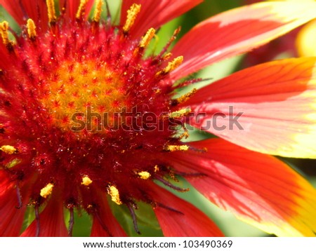 Red and Yellow Blanket Flowers