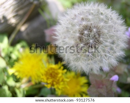 dandelion in two life stages