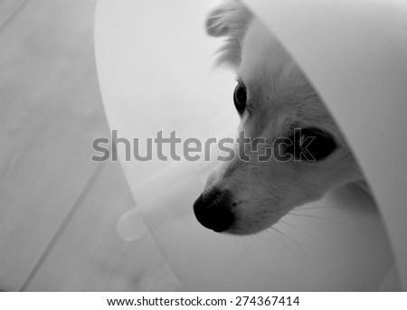 Black and white photoof a dog with vet collar