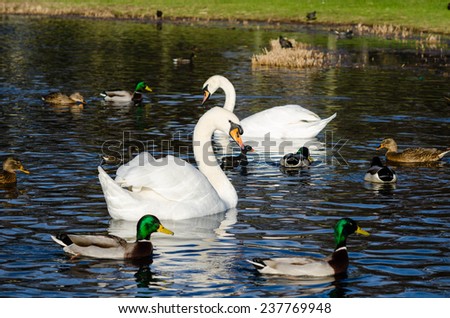 Two swans among a number of ducks