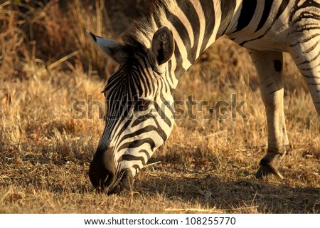 Zebra grazing. A closeup of a zebra head, feeding in dry winter grass plains in the Hluhluwe Umfolozi National Park. South Africa.