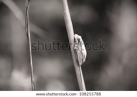 Tree frog hanging on a red. In black and white. Picture taken in Southern Mozambique, along the coast.