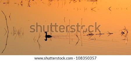 Pond Duckie. A sunset photograph taken from Mafazana Hid in the Isimangaliso Wetland Park. Kwazulu Natal. A world heritage site.