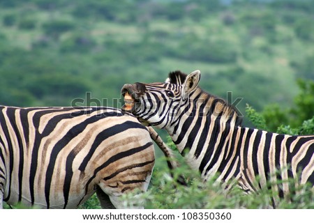 zebra resting