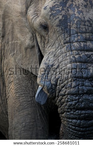 Elephant Head shot