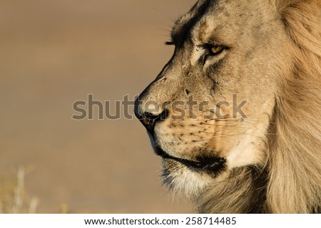 Lion Stare Head shot