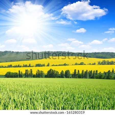Spring landscape with wheat field and sunny sky