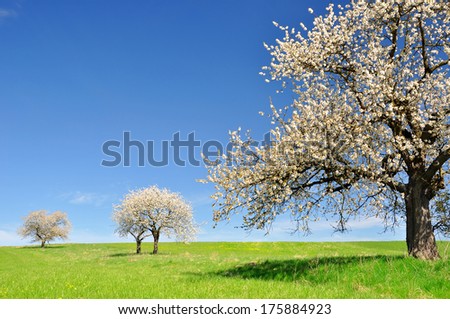 Blooming cherry tree in spring landscape