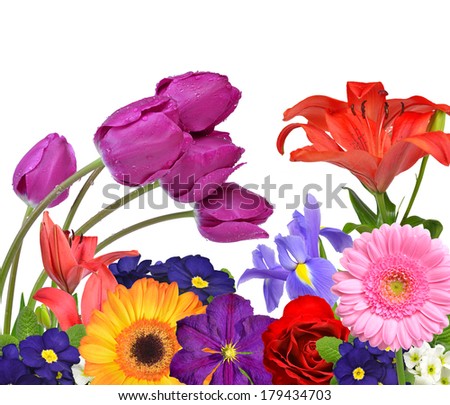 Spring flowers  isolated on white background