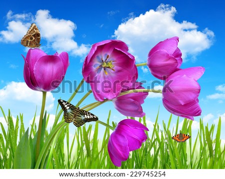 Purple tulips with dewy green grass and butterflies on blue sky