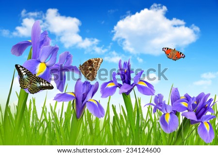 Iris flowers with dewy green grass and butterflies on blue sky
