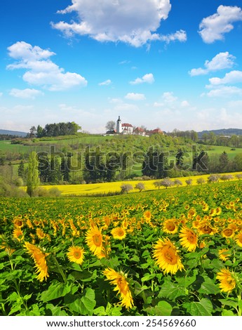Spring landscape with sunflower field and blue sky