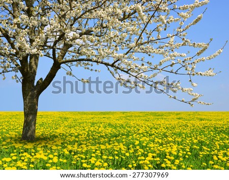 Flowering tree on dandelion field. Spring season.