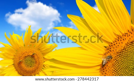 Honey bee on a sunflower in the background blue sky.
