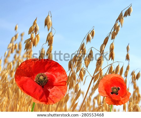Oats field with red poppy flowers