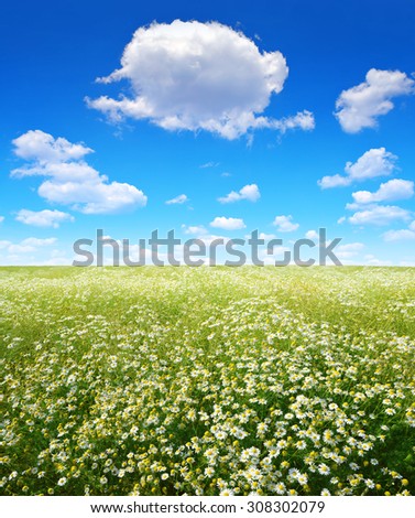 Summer landscape with field of marguerites