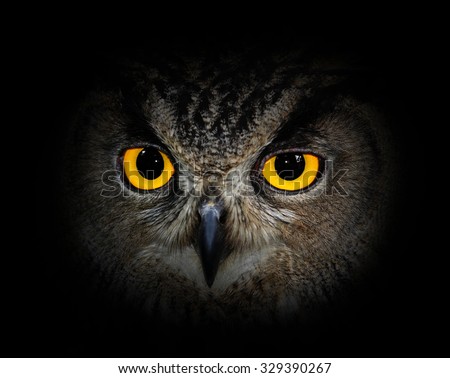 Eyes eagle owl on black background