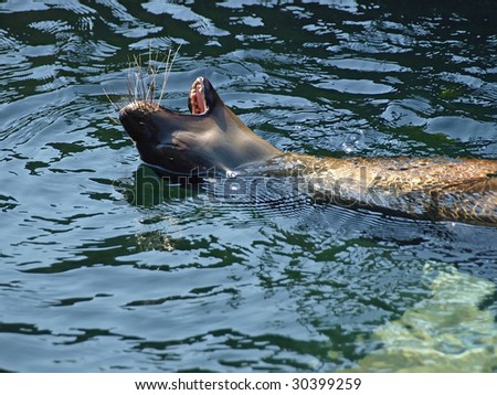 a playing and open-mouthed sea lion