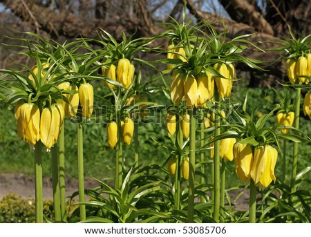 bed of golden crown imperial or fritallaria imperialis