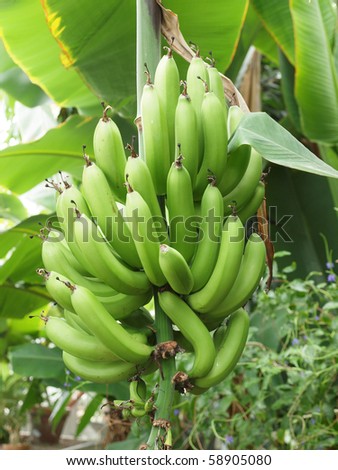 bananas on tree