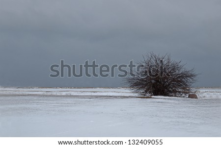 single tree on a landscape of cold winter morning