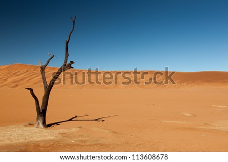 Burnt tree. Sand dunes in the desert. Blue sky. No other objects. Namibia. Africa.