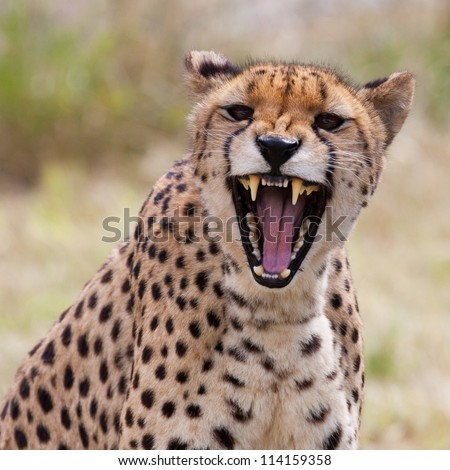 http://image.shutterstock.com/display_pic_with_logo/1073963/114159358/stock-photo-very-closeup-of-cheetah-africa-namibia-cheetah-head-and-teeth-angry-cheetah-114159358.jpg