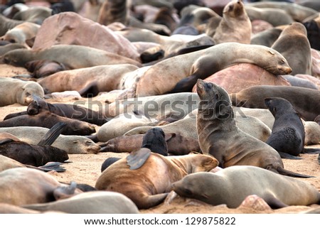 A lot of seals on the beach in Namibia. Skeleton Coast. Namibia. Africa.