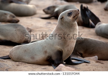 A lot of seals on the beach in Namibia. Skeleton Coast. Namibia. Africa.