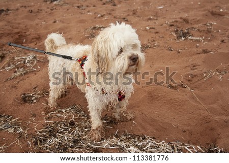 Cute Havanese Dog Going for a Walk in Price Edward Island, Canada.