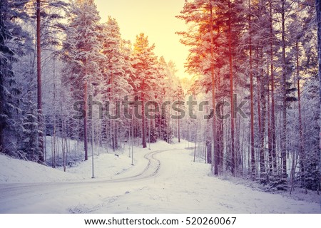 Sunny way in winter snowy forest