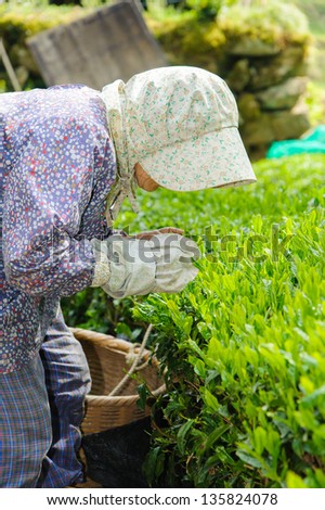 Woman from behind to the tea-picking