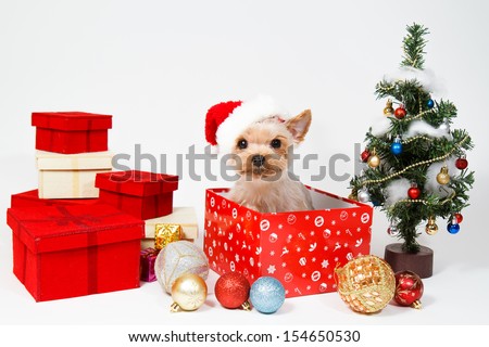 Cute sitting Yorkshire Terrier puppy dog in a Christmas - Santa hat,Present boxes Isolated on a white background