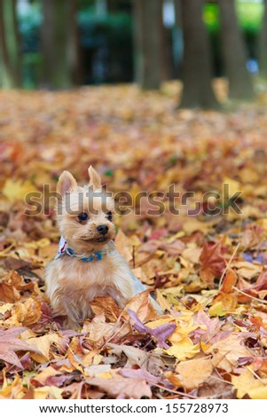 Fallen leaves and Yorkshire terrier