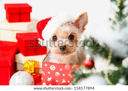 Cute sitting Yorkshire Terrier puppy dog in a Christmas - Santa hat,Present boxes Isolated on a white background